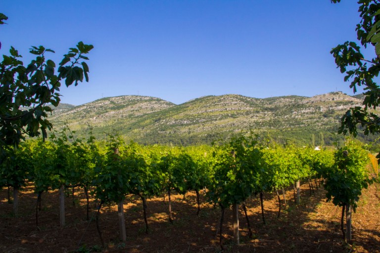 Bojanić Vinarija 10