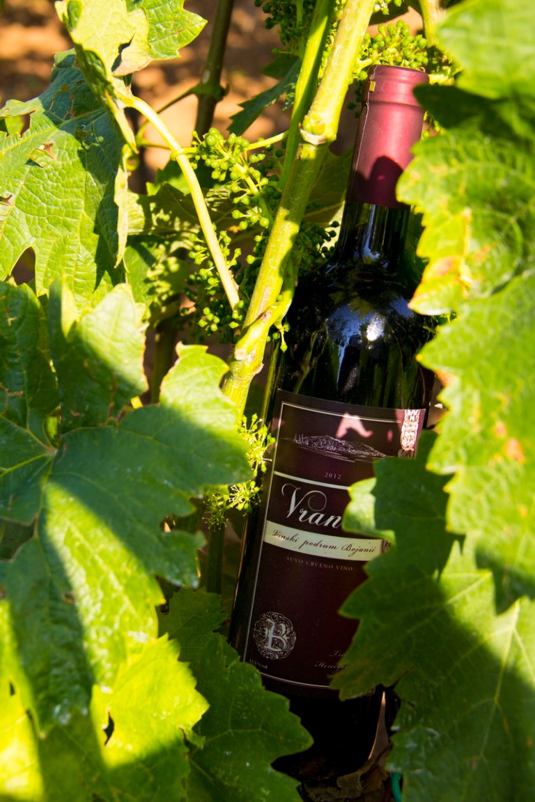Bojanić Vinarija 12