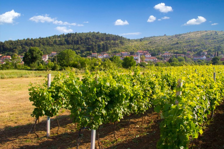 Bojanić Vinarija 16