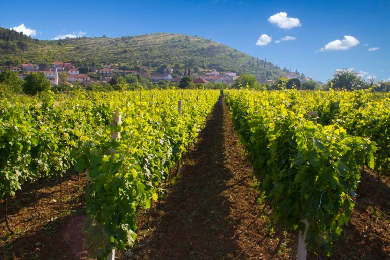 Bojanić Vinarija 17