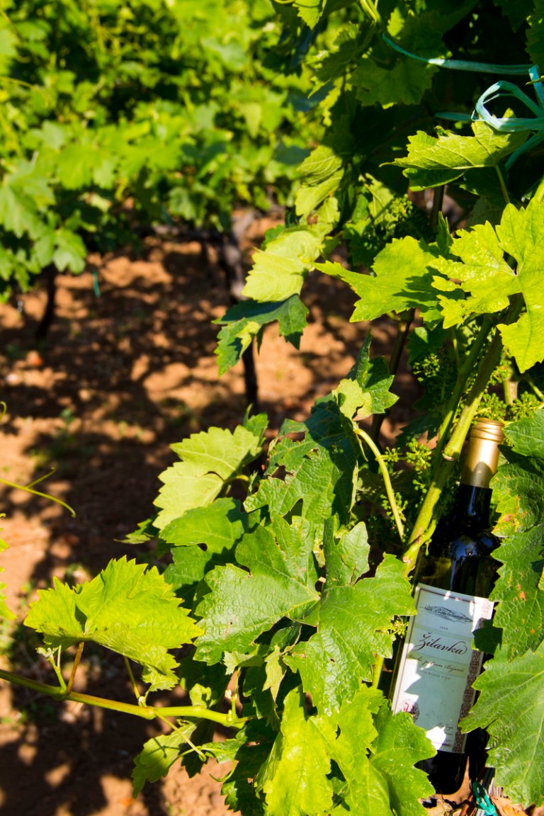 Bojanić Vinarija 18