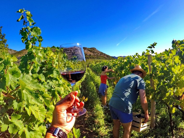 Berba grožđa domaćinstvo Bojanić u Pridvorcima
