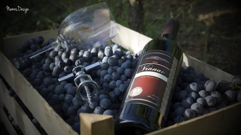 Bojanić Vinarija 2.jpg