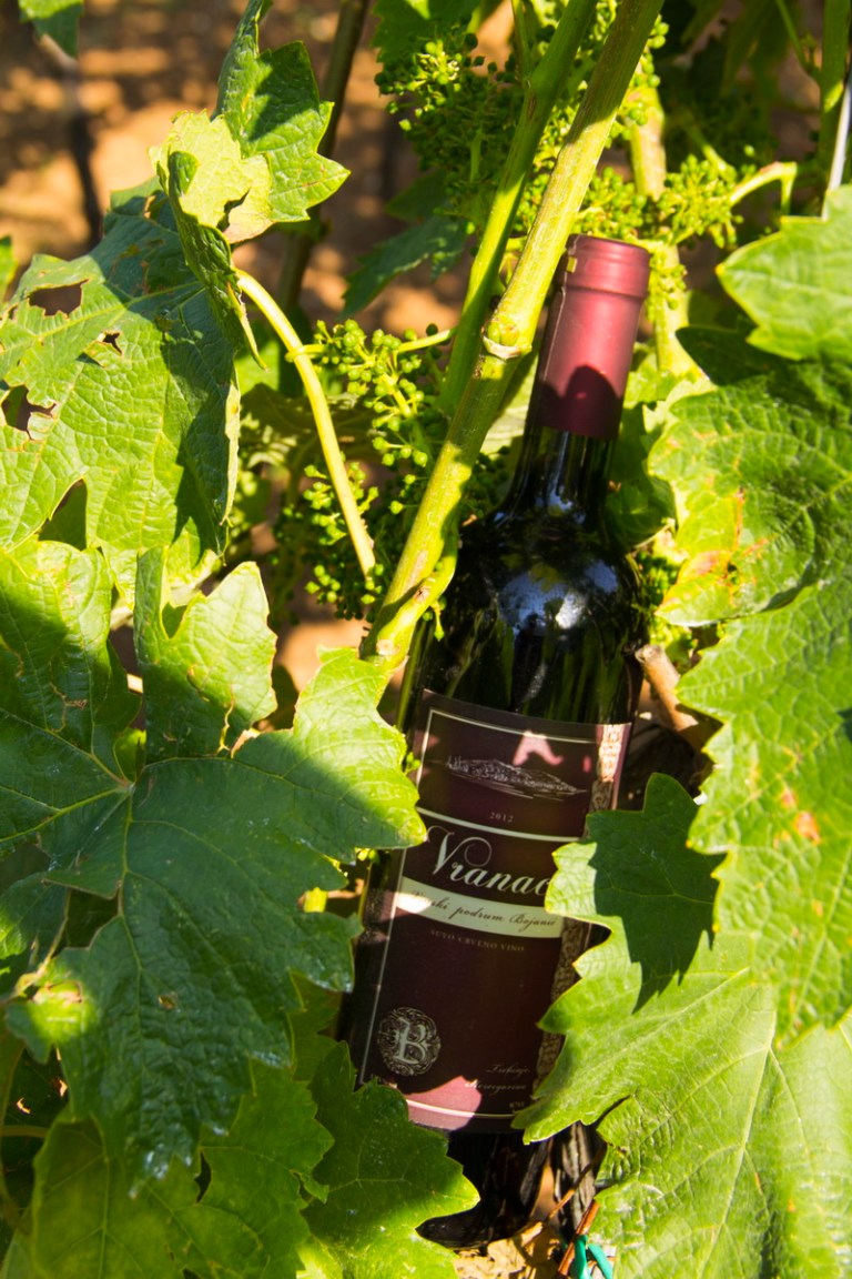 Bojanić Vinarija 7